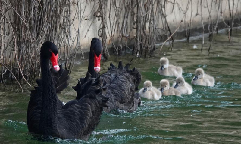 Five baby swans and their black swan parents paddle on a pond at the Old Summer Palace in Beijing, Dec. 10, 2024. (Photo: ecns.cn)