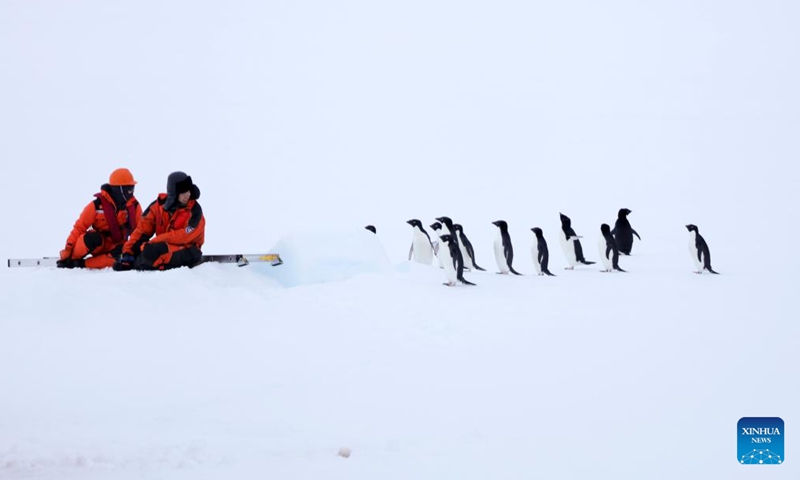 Members of China's 41st Antarctic expedition team and penguins are pictured in Antarctica, Dec. 8, 2024. (Photo: Xinhua)