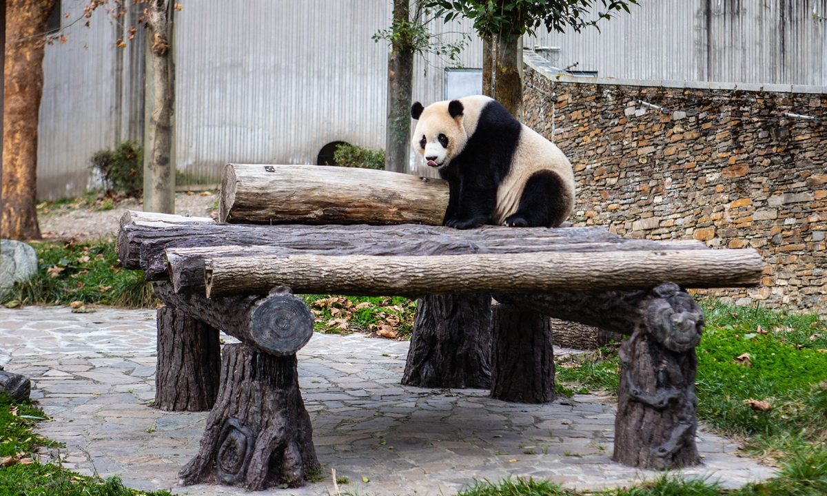 Giant panda Xiao Qi Ji, born in the US, enjoys an afternoon at the Wolong Shenshuping Giant Panda Base in Aba Tibetan and Qiang Autonomous Prefecture, Southwest China's Sichuan Province, on November 27, 2024. Photo: Shan Jie/GT