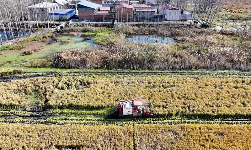 An aerial drone photo taken on November 6, 2024 shows a harvester working in a paddy field in Xidoujiazhuang Village of Baichigan Town in Zhuozhou City, North China's Hebei Province. Photo: Xinhua