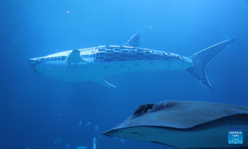 A robotic whale shark swims in a tank at Xiaomeisha Sea World in Shenzhen, south China's Guangdong Province, Sept. 22, 2024.(Xinhua)