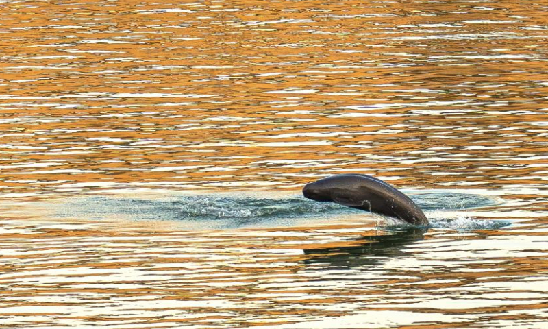 This photo taken on Jan. 5, 2025 shows a Yangtze finless porpoise swimming near the lower reaches of the Gezhouba Dam in Yichang City, central China's Hubei Province. The Yangtze finless porpoise is a national first-class protected wild animal and its population status serves as a barometer of the ecological environment of the Yangtze River.
In recent years, the population of the species here has increased steadily as systematic ecological restoration efforts were implemented. (Xinhua/Xiao Yijiu)