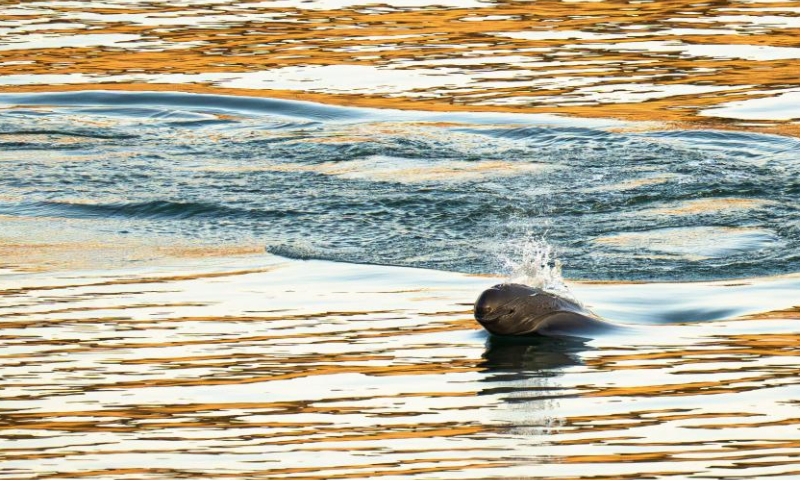 This photo taken on Jan. 5, 2025 shows a Yangtze finless porpoise swimming near the lower reaches of the Gezhouba Dam in Yichang City, central China's Hubei Province. The Yangtze finless porpoise is a national first-class protected wild animal and its population status serves as a barometer of the ecological environment of the Yangtze River.
In recent years, the population of the species here has increased steadily as systematic ecological restoration efforts were implemented. (Xinhua/Xiao Yijiu)