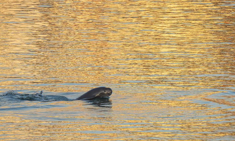 This photo taken on Jan. 5, 2025 shows a Yangtze finless porpoise swimming near the lower reaches of the Gezhouba Dam in Yichang City, central China's Hubei Province. The Yangtze finless porpoise is a national first-class protected wild animal and its population status serves as a barometer of the ecological environment of the Yangtze River.
In recent years, the population of the species here has increased steadily as systematic ecological restoration efforts were implemented. (Xinhua/Xiao Yijiu)