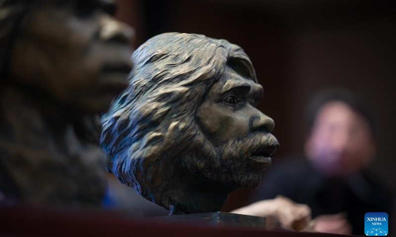 This photo taken on Dec. 26, 2024 shows the restored statues of a pair of fossil human skulls dating back to one million years ago at the Hubei Provincial Museum in Wuhan, central China's Hubei Province.