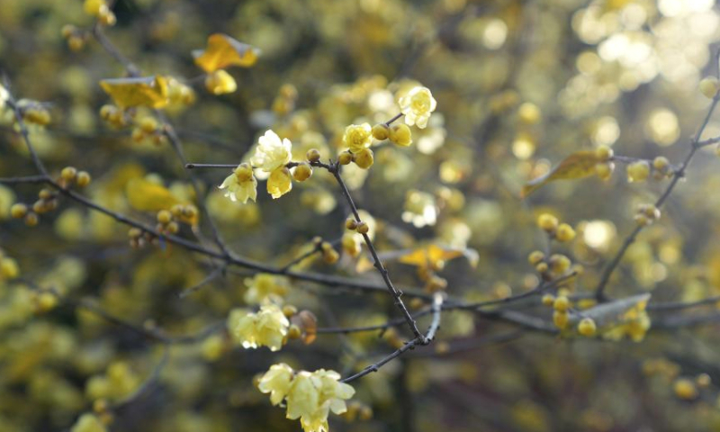 This photo taken on Jan. 6, 2025 shows wintersweet flowers at a temple in Hangzhou, east China's Zhejiang Province. (Xinhua/Han Chuanhao)