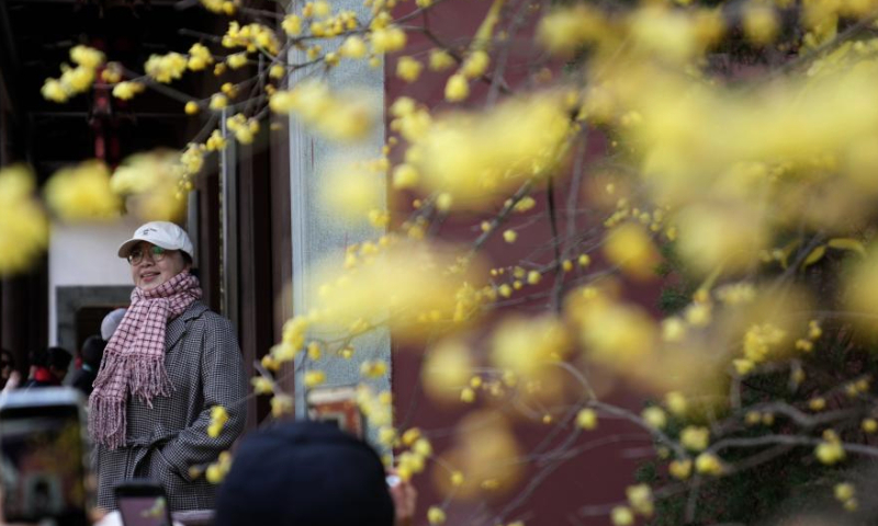 Visitors take photos of wintersweet flowers at a temple in Hangzhou, east China's Zhejiang Province, Jan. 6, 2025. (Xinhua/Han Chuanhao)