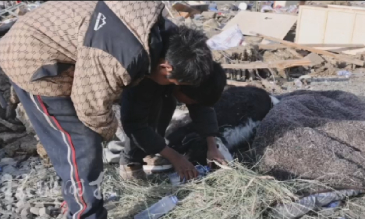 A boy from Gurum Village in Chamco Township of Dingri County in Xigaze, Southwest China's Xizang Autonomous Region, together with his friend from the same village, saves a yak. Photo: Fan Wei 