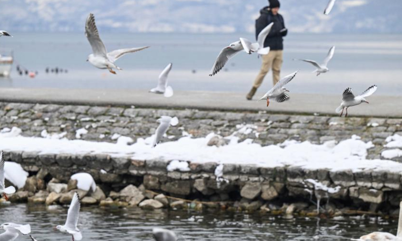Birds are seen at Lake Ohrid in Ohrid, North Macedonia, on Jan. 15, 2025. (Photo by Tomislav Georgiev/Xinhua)
