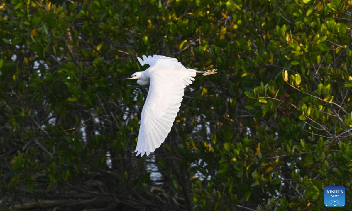An egret flies at the Hainan Lingshui Mangrove National Wetland Park in south China's Hainan Province, Jan. 31, 2025. Home to thousands of waterfowl, the park covering 958.22 hectares has resulted from uncompromising efforts of the local authorities since 2016 to restore and protect the mangrove ecological systems. (Xinhua/Pu Xiaoxu)