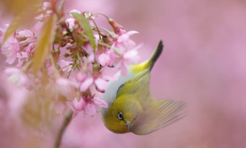 A white-eye bird flies over blossoms on a street of Guiyang City, southwest China's Guizhou Province, Feb. 8, 2025. (Xinhua/Liu Xu)
