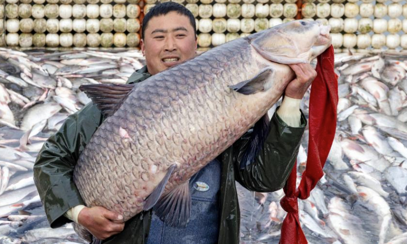 A fisherman shows the biggest fish caught in Zhenhu Lake during a winter fishing festival in Jiangyan District of Taizhou, east China's Jiangsu Province, Jan. 11, 2025. The winter fishing festival opened at Zhenhu Lake in Jiangyan District of Taizhou on Saturday. (Photo by Tang Dehong/Xinhua)