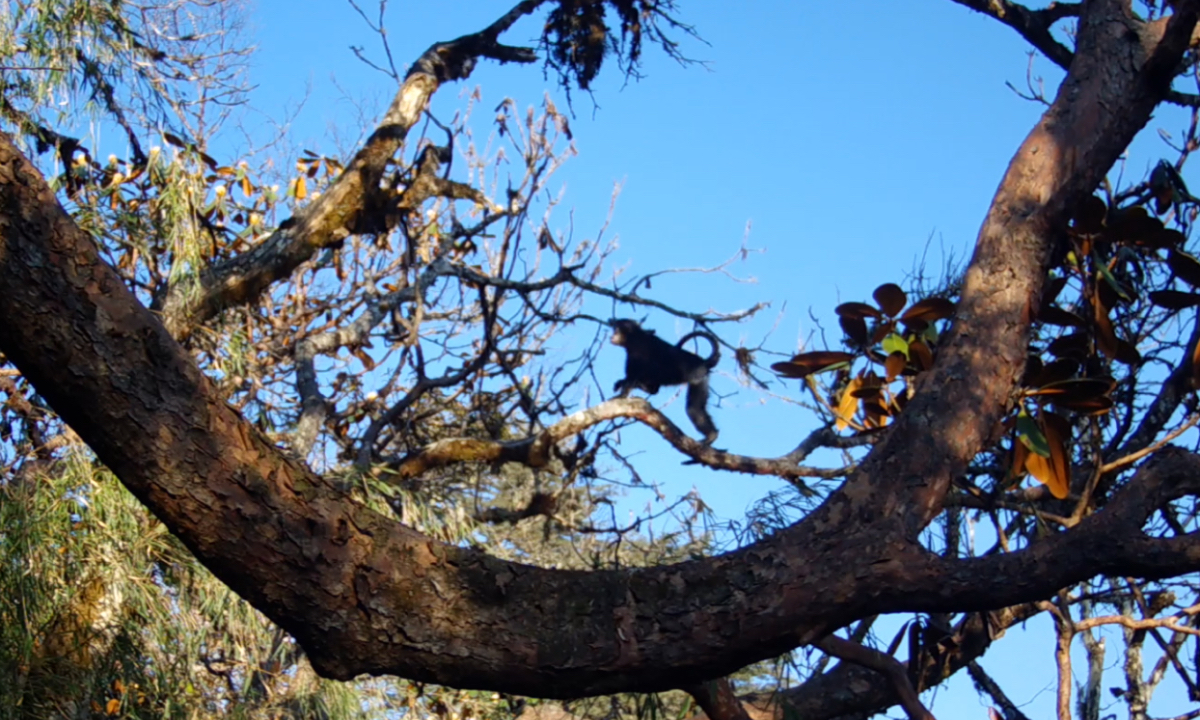 Photo: Couresy of Huang Zhipang