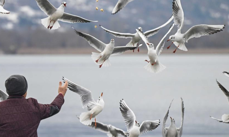 A man feeds birds at Lake Ohrid in Ohrid, North Macedonia, on Jan. 15, 2025. (Photo by Tomislav Georgiev/Xinhua)