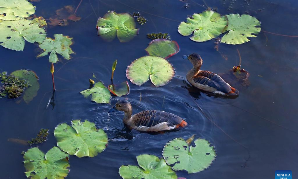 This photo shows the scenery of Diyasaru Park in Kotte, Sri Lanka, Feb 1, 2025. Photo:Xinhua