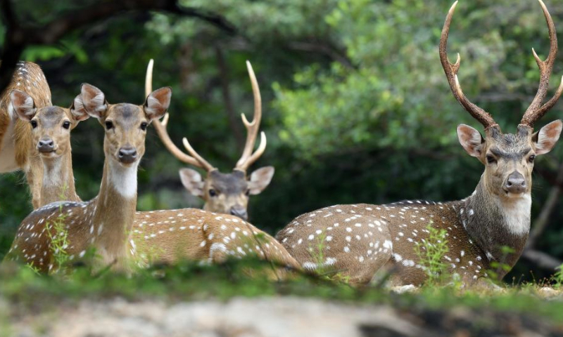 A herd of deer are pictured in a small forest in Trincomalee, Sri Lanka, Jan. 18, 2025. (Photo by Ajith Perera/Xinhua)