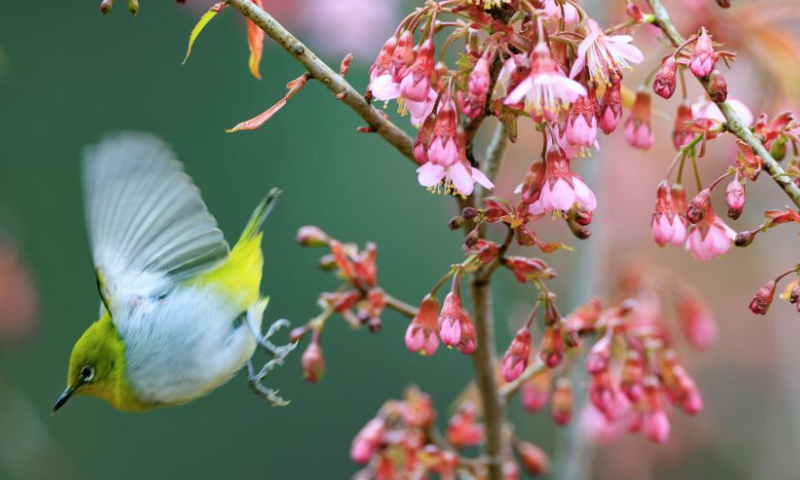 A white-eye bird flies over blossoms on a street of Guiyang City, southwest China's Guizhou Province, Feb. 8, 2025. (Xinhua/Liu Xu)