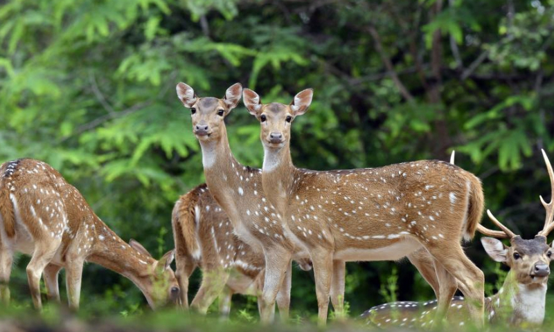 A herd of deer are pictured in a small forest in Trincomalee, Sri Lanka, Jan. 18, 2025. (Photo by Ajith Perera/Xinhua)