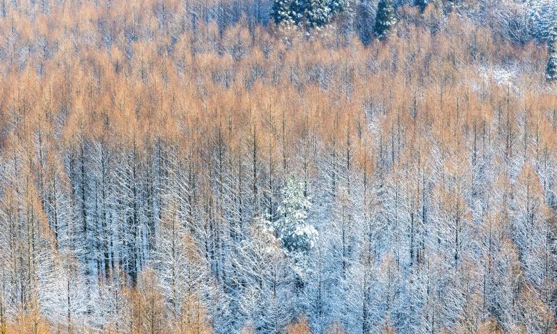 This photo taken on Jan. 11, 2025 shows the snow scenery of the Shanwangping Karst national ecological park, in Nanchuan District of southwest China's Chongqing. (Photo by Qu Mingbin/Xinhua)