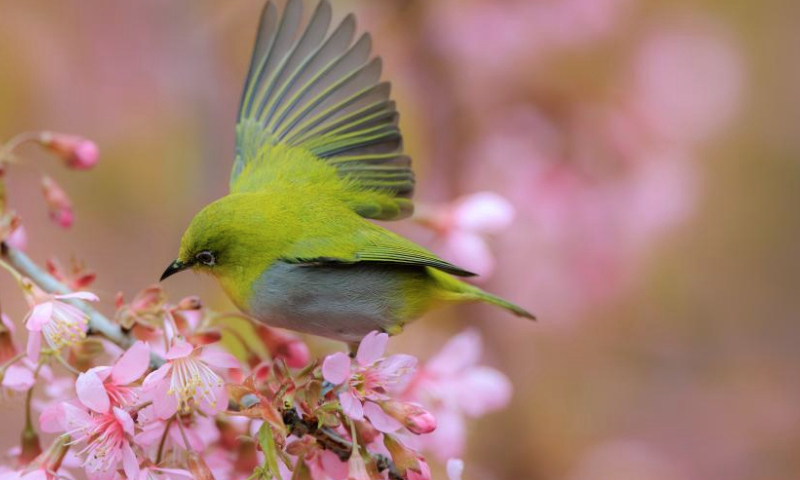A white-eye bird flies over blossoms on a street of Guiyang City, southwest China's Guizhou Province, Feb. 8, 2025. (Xinhua/Liu Xu)