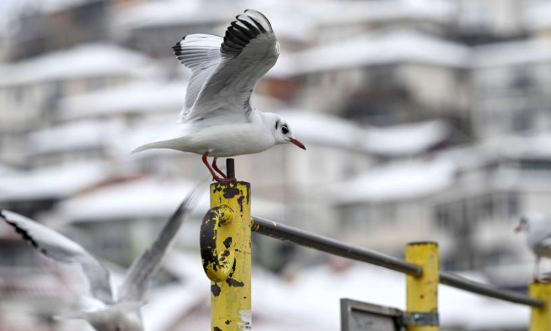 Birds are seen near Lake Ohrid in Ohrid, North Macedonia, on Jan. 15, 2025. (Photo by Tomislav Georgiev/Xinhua)