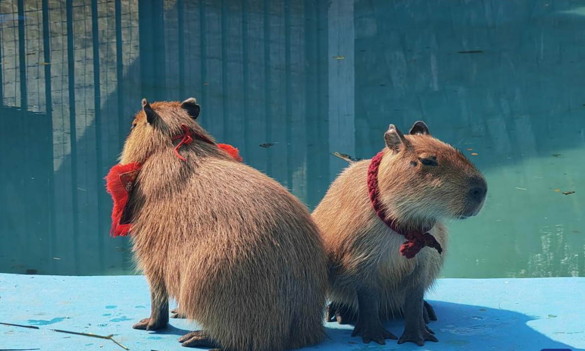 Capybaras in red bow tie are pictured in Nanning Garden Expo Park in Nanning, south China's Guangxi Zhuang Autonomous Region, Jan. 29, 2025. (Xinhua/Chen Luyuan)