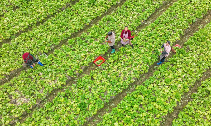 Villagers harvest vegetables at Yongfeng Village of  Yongzhou city, Central China's Hunan Province, on January 8, 2025. Photo: VCG