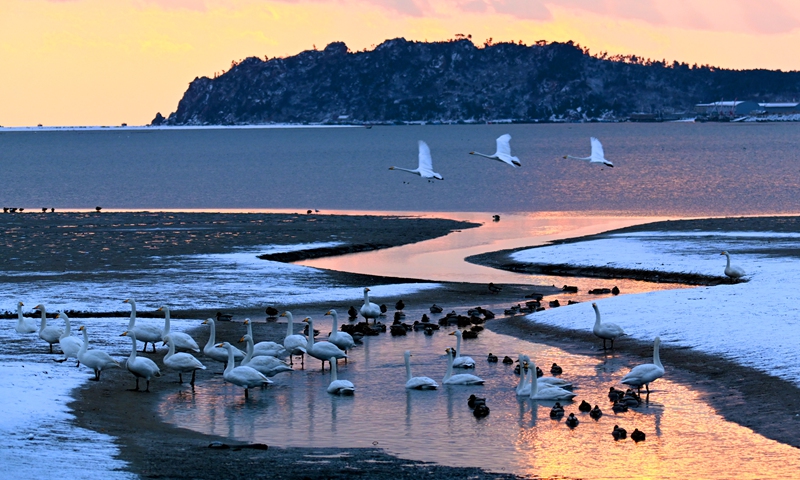 Big swans forage in the snow in Rongcheng national swan nature reserve in Rongcheng city, East China's Shandong Province, on January 8, 2025. Photo: VCG