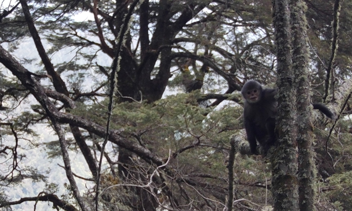Nujiang Golden Monkey Photo: Courtesy of Huang Zhipang 