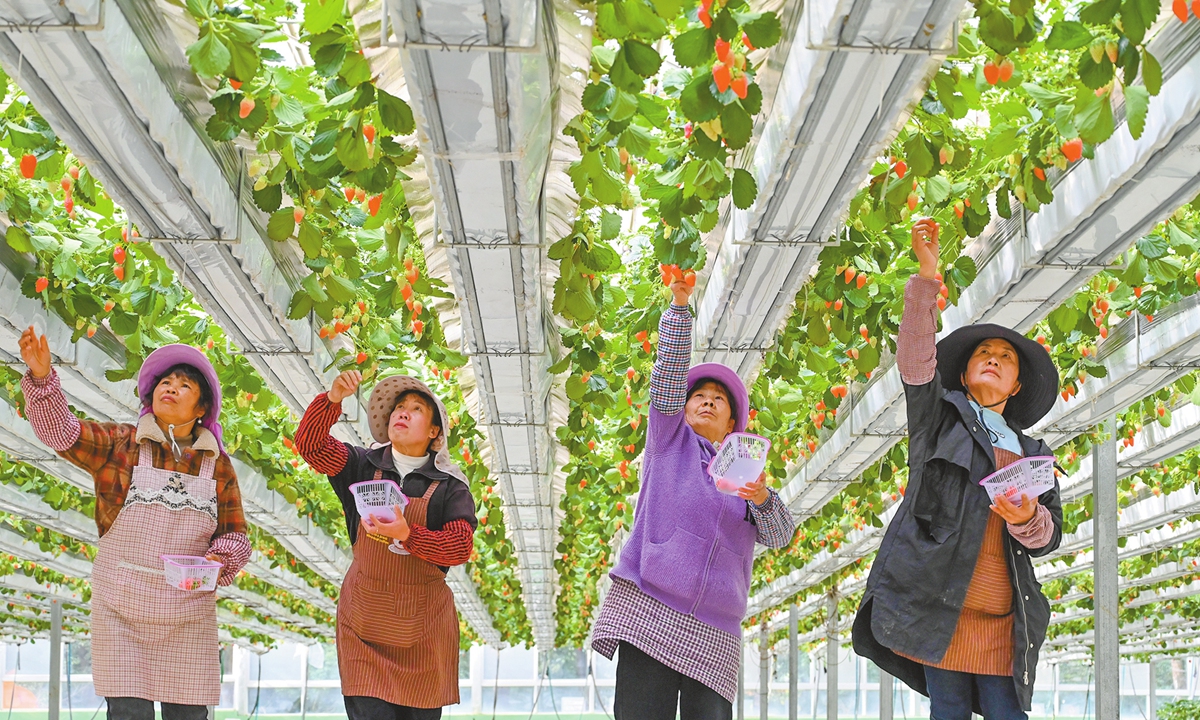 Workers pick ripe strawberries at a vertical farm in a strawberry cultivation base in Kunming, Southwest China's Yunnan Province on January 20, 2025. The farm has introduced aerial planting for strawberry cultivation, and it will provide 20 tons of strawberries for the local market. Photo: VCG