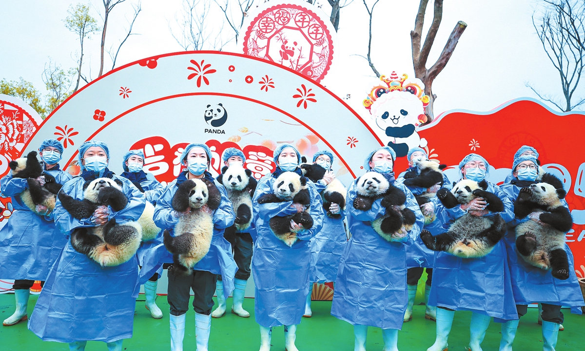 The China Conservation and Research Center for the Giant Panda and the Chengdu Research Base of Giant Panda Breeding jointly host a Spring Festival event in Southwest China's Sichuan Province on January 23, 2025. A total of 25 panda cubs born in 2024 from these two institutions debut at the event. Photo: VCG