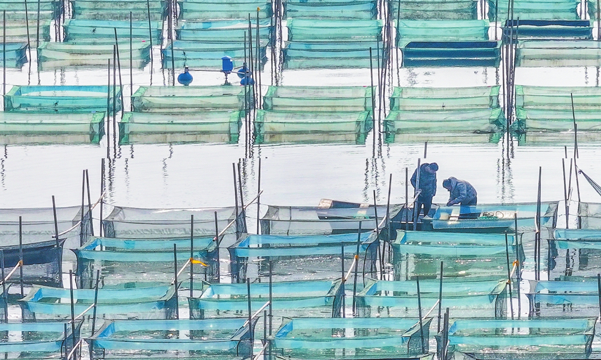Farmers catch crabs to supply the Lantern Festival market in a breeding base in Jining, East China's Shandong Province on February 11, 2025. Heat is being added to China's Lantern Festival consumption drive as the world's second-largest economy taps its supersized market and creates new scenarios and products for its vast number of consumers. Photo: cnsphoto