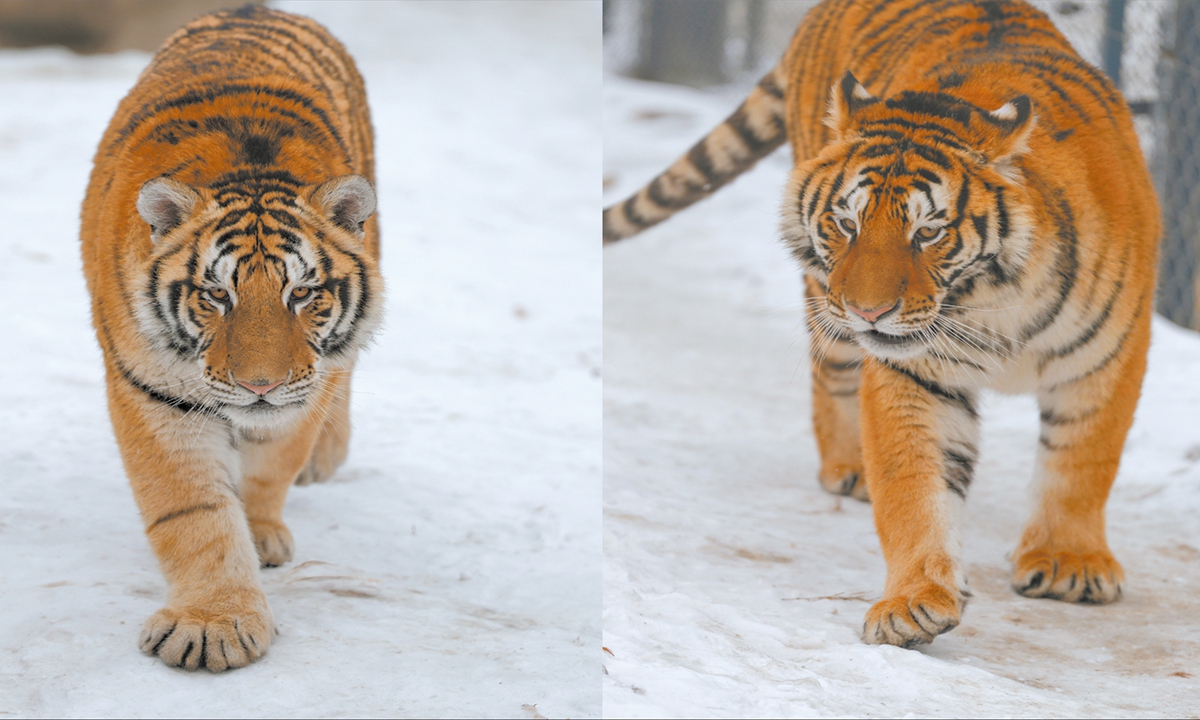 Photo of Binbin (left) and Nini, the inspiration for the mascots of the 9th Asian Winter Games, taken on February 13, 2025 Photo: Courtesy of the Siberian Tiger Park in Harbin, Heilongjiang Province