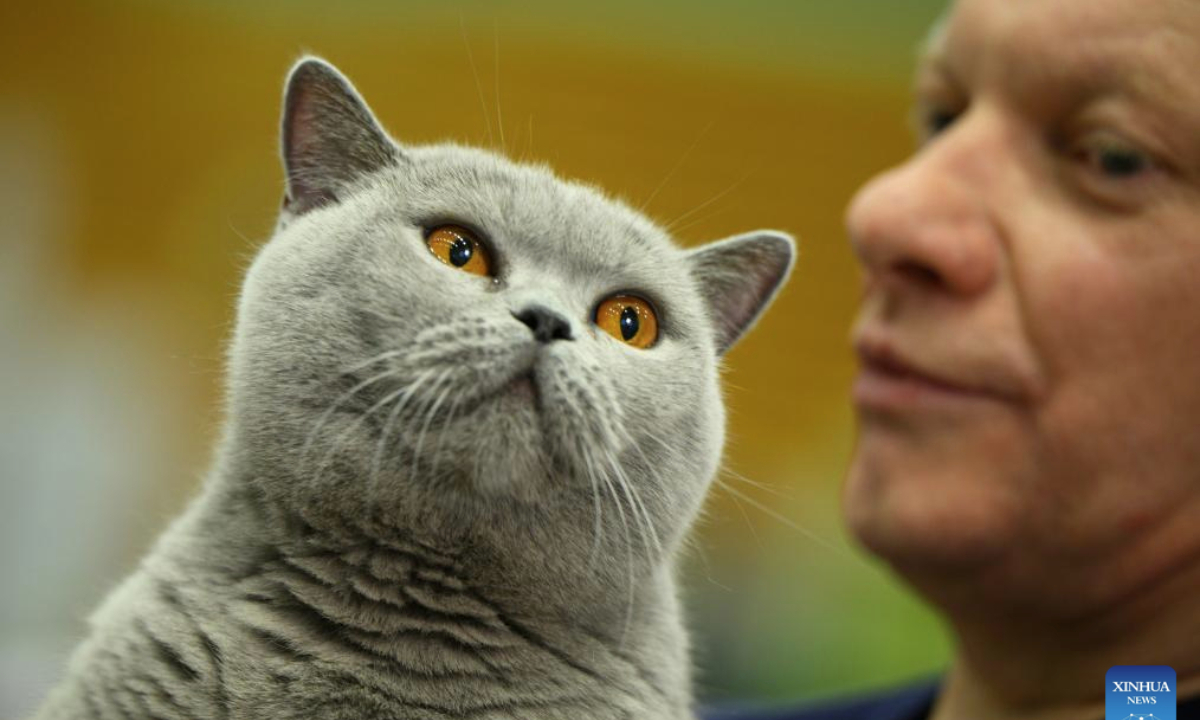 A participant holds a British Shorthair cat during the 2025 Central European Winner Show in Warsaw, Poland, Feb. 15, 2025. The event showcased purebred felines. (Photo by Jaap Arriens/Xinhua)