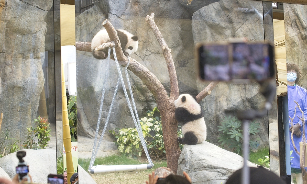 The first twin giant panda cubs born in Hong Kong make their public debut at Ocean Park Hong Kong on February 16, 2025. The park arranged for the public to queue from 10 am to 3 pm to visit the pandas, with an estimated 5,000 people expected daily. Photo: VCG