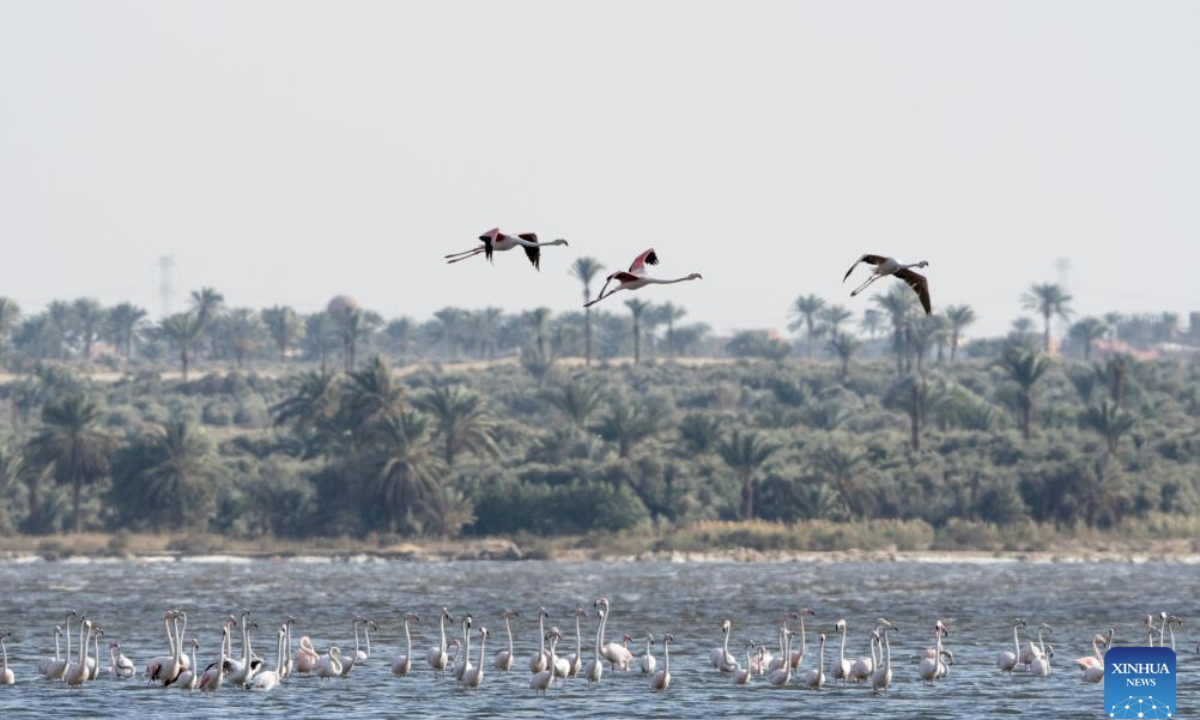 Flamingos fly over the Qarun Lake in Fayoum Province of Egypt on Feb. 22, 2025. Every year, large amount of flamingos fly to the Qarun Lake for food during winter. (Xinhua/Liu Minhao)