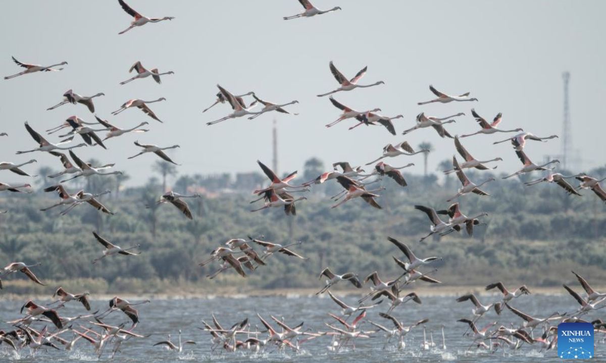 Flamingos fly over the Qarun Lake in Fayoum Province of Egypt on Feb. 22, 2025. Every year, large amount of flamingos fly to the Qarun Lake for food during winter. (Xinhua/Liu Minhao)
