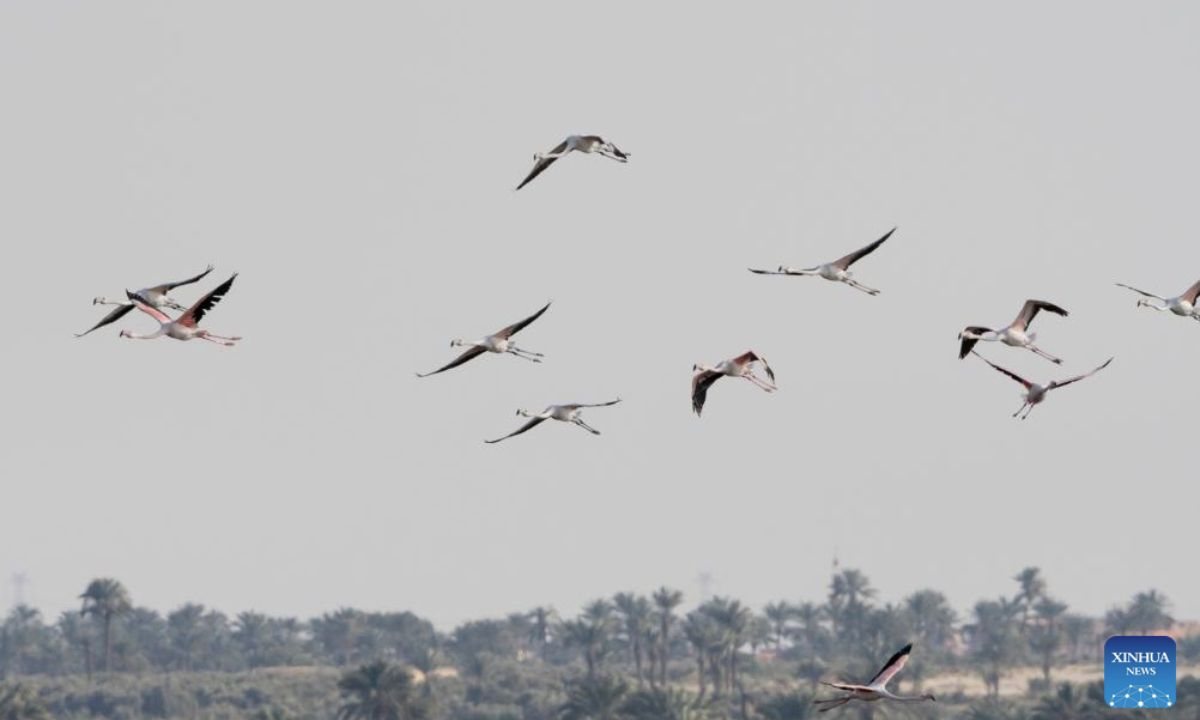 Flamingos fly over the Qarun Lake in Fayoum Province of Egypt on Feb. 22, 2025. Every year, large amount of flamingos fly to the Qarun Lake for food during winter. (Xinhua/Liu Minhao)