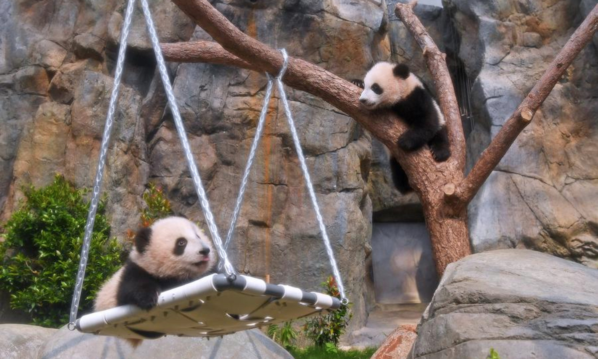 Giant panda cubs are pictured at the Ocean Park Hong Kong in south China's Hong Kong, Feb. 15, 2025. (Xinhua/Chen Duo)