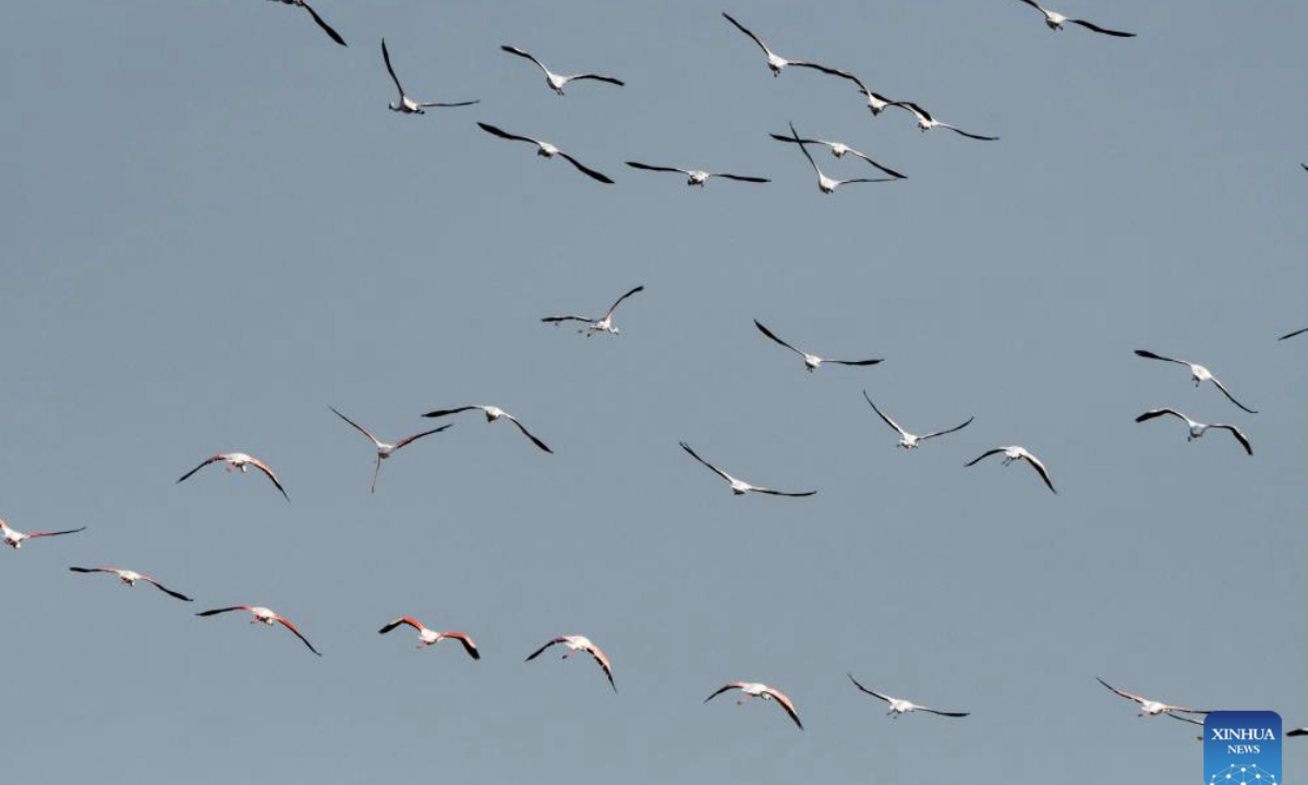Flamingos fly over the Qarun Lake in Fayoum Province of Egypt on Feb. 22, 2025. Every year, large amount of flamingos fly to the Qarun Lake for food during winter. (Xinhua/Liu Minhao)