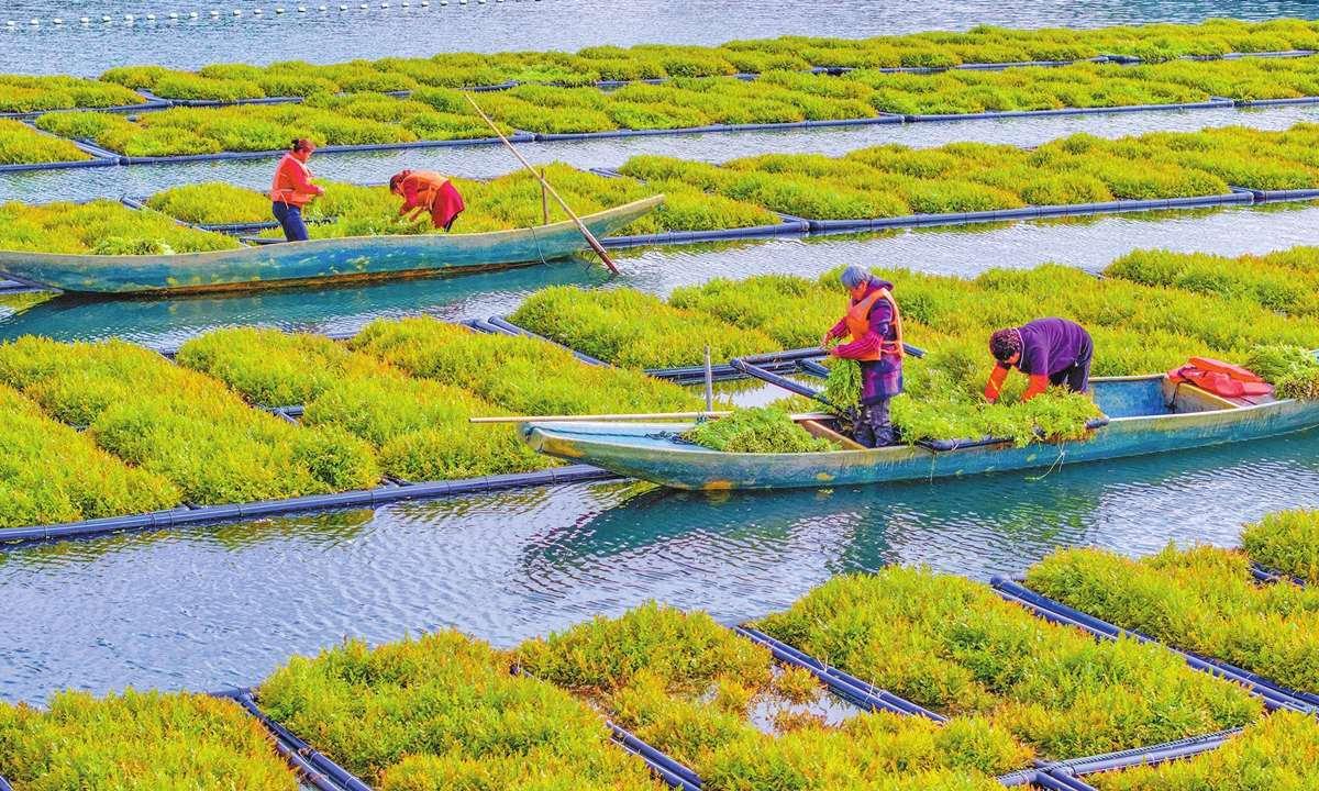 The ecological floating islands of Qiandao Lake in East China's Zhejiang Province welcome their first harvest of the year on February 18, 2025. Known as