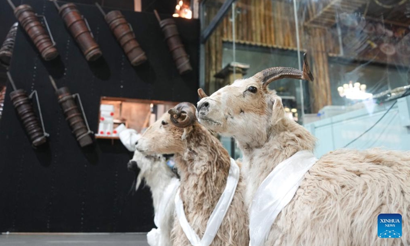 This photo taken on Feb. 13, 2025 shows animal specimens at a Tibetan-style teahouse in Seni District of Nagqu, southwest China's Xizang Autonomous Region. Covering an area of around 1,200 square meters, the Tibetan-style teahouse presents customers with both Tibetan delicacies and immersive experiences of folklore culture. Themed over 3,000 pieces of traditional Tibetan folk artifacts, the teahouse offers a lens through which people can learn about the northern Xizang nomadic culture. (Photo: Xinhua)