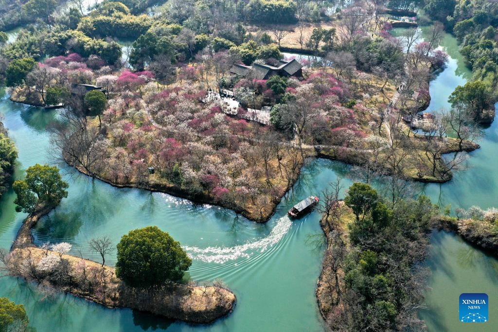 An aerial drone photo taken on Feb. 18, 2025 shows a sightseeing boat at the Xixi National Wetland Park in Hangzhou, east China's Zhejiang Province. The Xixi wetland in Hangzhou has entered the best season for viewing plum blossoms. (Photo: Xinhua)