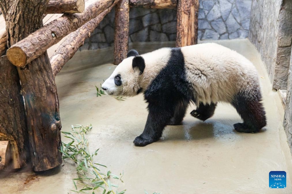 Giant panda Katyusha is pictured at Moscow Zoo in Moscow, Russia, Feb. 18, 2025. Katyusha, Russia's first giant panda cub born at Moscow Zoo, received a chair and a wooden horse as new gifts. Katyusha's father and mother are Ru Yi and Ding Ding, which were sent to Russia in 2019 in commemoration of the 70th anniversary of the establishment of diplomatic relations between China and Russia (Photo: Xinhua)
