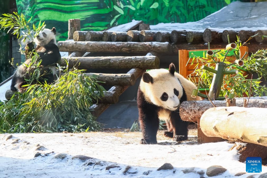 Giant panda Katyusha plays in front of a chair at Moscow Zoo in Moscow, Russia, Feb. 18, 2025. Katyusha, Russia's first giant panda cub born at Moscow Zoo, received a chair and a wooden horse as new gifts. Katyusha's father and mother are Ru Yi and Ding Ding, which were sent to Russia in 2019 in commemoration of the 70th anniversary of the establishment of diplomatic relations between China and Russia (Photo: Xinhua)