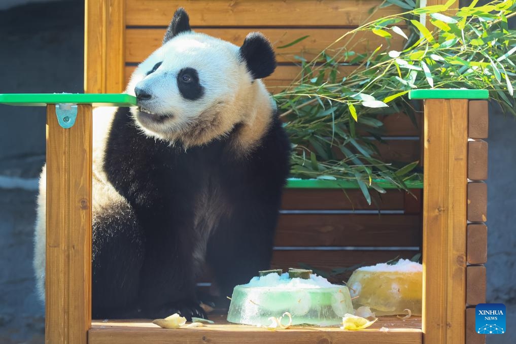 Giant panda Katyusha plays on a chair at Moscow Zoo in Moscow, Russia, Feb. 18, 2025. Katyusha, Russia's first giant panda cub born at Moscow Zoo, received a chair and a wooden horse as new gifts. Katyusha's father and mother are Ru Yi and Ding Ding, which were sent to Russia in 2019 in commemoration of the 70th anniversary of the establishment of diplomatic relations between China and Russia (Photo: Xinhua)