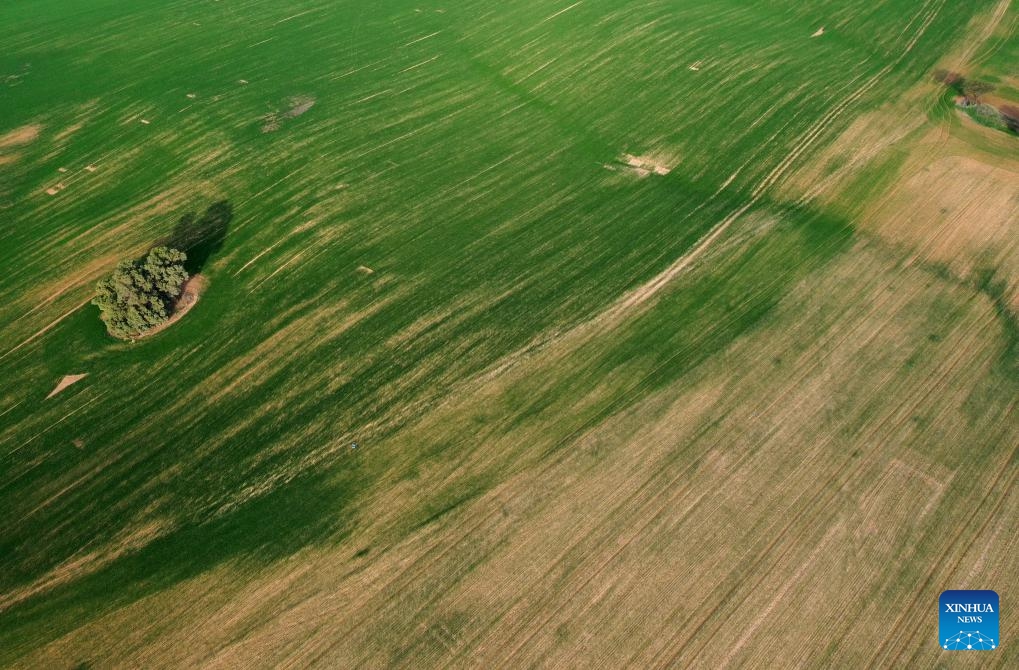 An aerial drone photo taken on Feb. 18, 2025 shows the scenery of Negev Desert in southern Israel. Due to winter rainfall, vegetation in the southern Israeli desert seasonally recovers. (Photo: Xinhua)