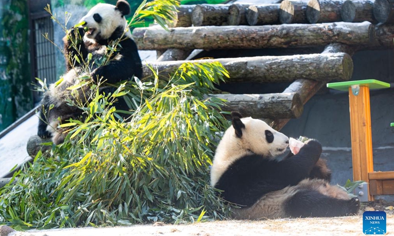 Giant panda Katyusha (R) and its mother Ding Ding enjoy meal at Moscow Zoo in Moscow, Russia, Feb. 18, 2025. Katyusha, Russia's first giant panda cub born at Moscow Zoo, received a chair and a wooden horse as new gifts. Katyusha's father and mother are Ru Yi and Ding Ding, which were sent to Russia in 2019 in commemoration of the 70th anniversary of the establishment of diplomatic relations between China and Russia (Photo: Xinhua)