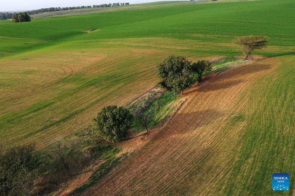 An aerial drone photo taken on Feb. 18, 2025 shows the scenery of Negev Desert in southern Israel. Due to winter rainfall, vegetation in the southern Israeli desert seasonally recovers. (Photo: Xinhua)