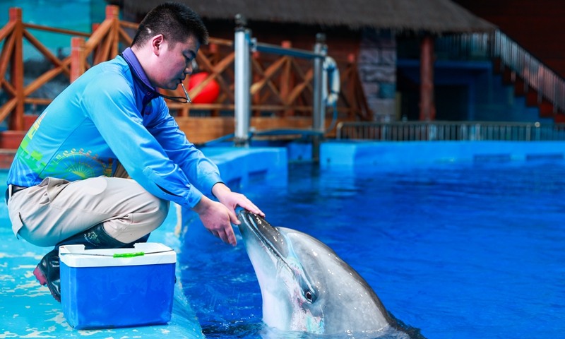 A member of staff at an oceanographic museum in Xining, Northwest China's Qinghai Province, checks a dolphin's skin condition, on February 19, 2025. Photo: VCG